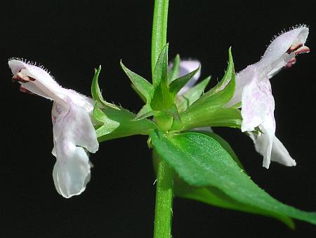 Stachys_tenuifolia_calyces.jpg