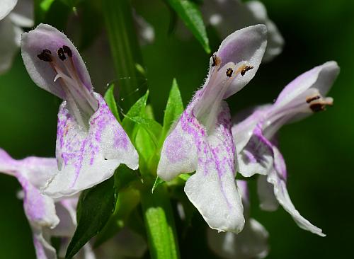 Stachys_tenuifolia_flowers.jpg