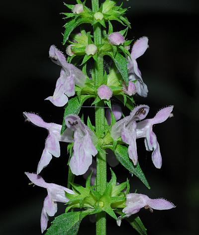 Stachys_tenuifolia_inflorescence.jpg