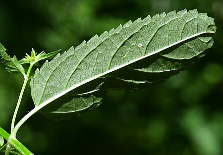 Stachys_tenuifolia_leaf2.jpg
