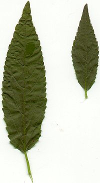 Stachys_tenuifolia_leaves.jpg
