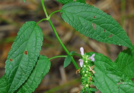 Stachys_tenuifolia_leaves1.jpg