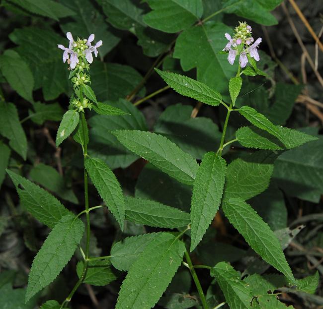 Stachys_tenuifolia_plant.jpg