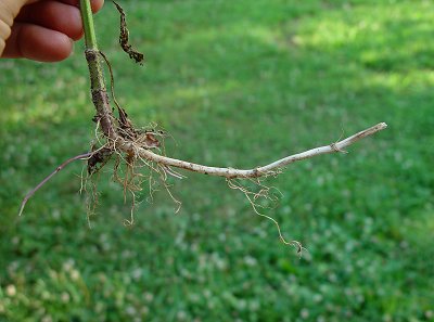 Stachys_tenuifolia_rhizome.jpg