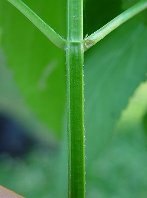 Stachys_tenuifolia_stem.jpg