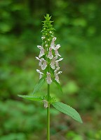 Stachys tenuifolia thumbnail