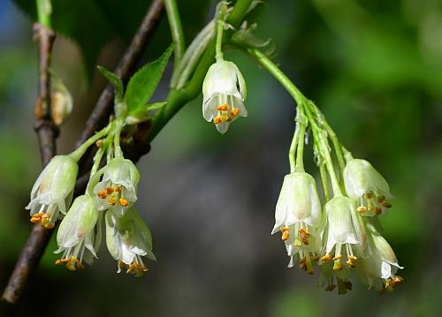 Staphylea_trifolia_flowers.jpg