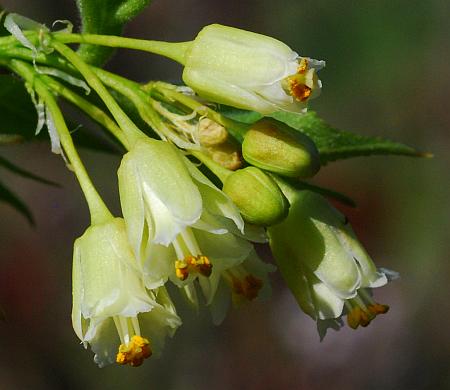 Staphylea_trifolia_flowers1.jpg