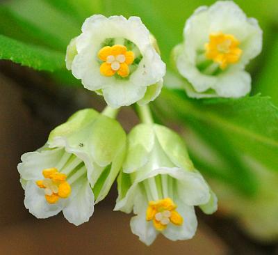 Staphylea_trifolia_flowers2.jpg