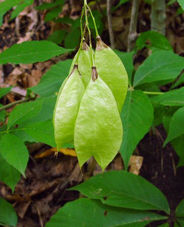 Staphylea_trifolia_fruits.jpg