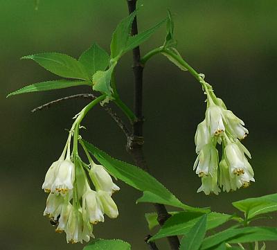 Staphylea_trifolia_inflorescences.jpg