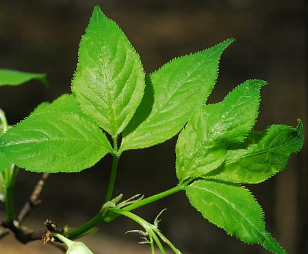 Staphylea_trifolia_leaves1.jpg