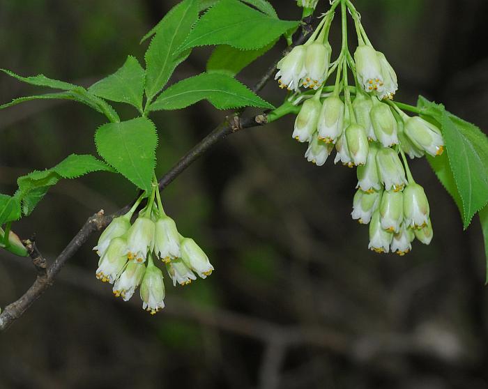 Staphylea_trifolia_plant.jpg