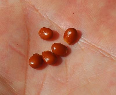 Staphylea_trifolia_seeds.jpg