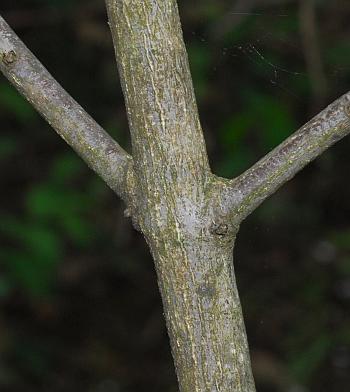 Staphylea_trifolia_stem.jpg