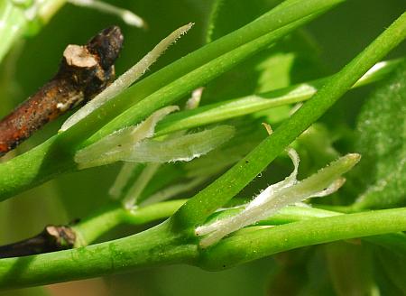 Staphylea_trifolia_stipules.jpg