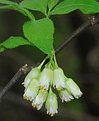 Staphylea trifolia thumbnail