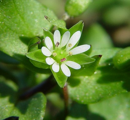 Stellaria_media_flower.jpg