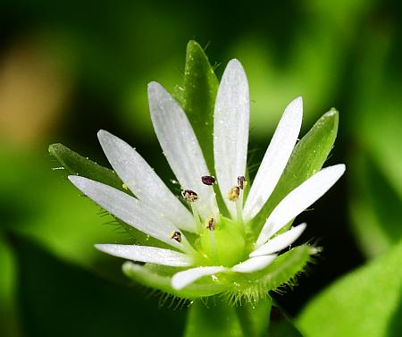 Stellaria_media_flower2.jpg