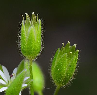 Stellaria_media_fruits.jpg