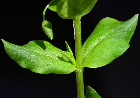 Stellaria_media_leaf1.jpg