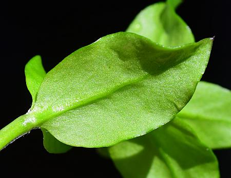 Stellaria_media_leaf2.jpg