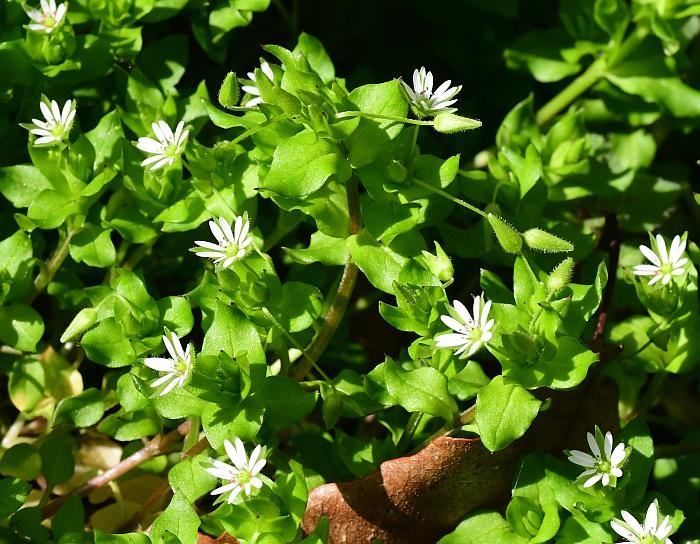 Stellaria_media_plant.jpg