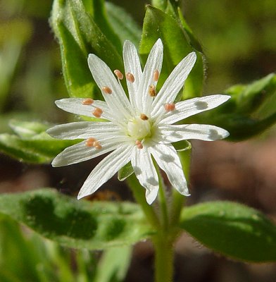 Stellaria_pubera_flower.jpg