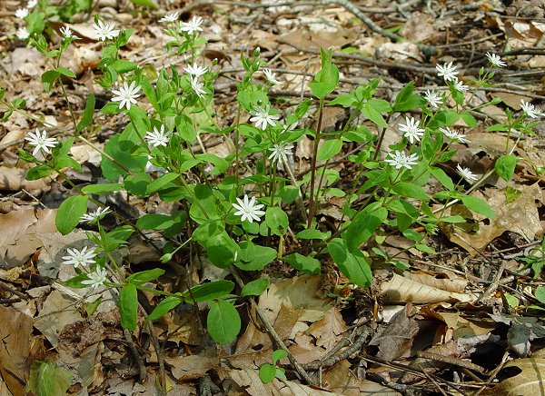 Stellaria_pubera_plant.jpg