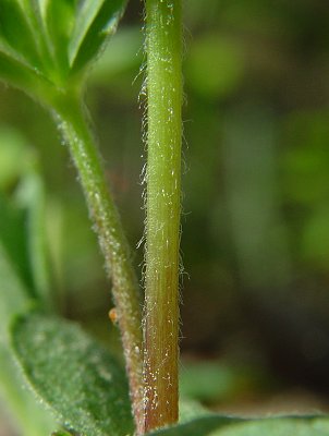 Stellaria_pubera_stem.jpg