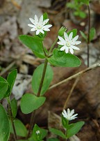 Stellaria pubera thumbnail