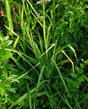 Stenanthium_gramineum_basals.jpg