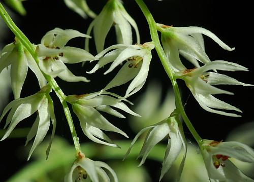 Stenanthium_gramineum_flowers2.jpg