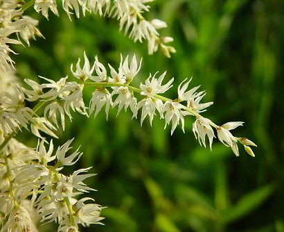 Stenanthium_gramineum_inflorescence.jpg