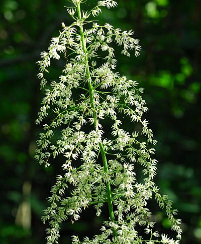 Stenanthium_gramineum_inflorescence2.jpg