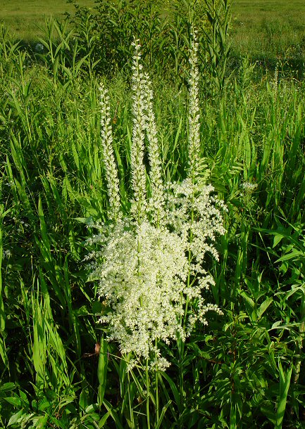 Stenanthium_gramineum_plant.jpg