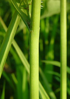 Stenanthium_gramineum_stem.jpg