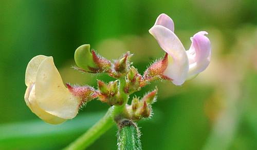 Strophostyles_leiosperma_flower0.jpg