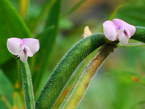 Strophostyles_leiosperma_flower1.jpg