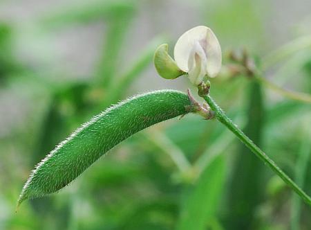 Strophostyles_leiosperma_flower2.jpg