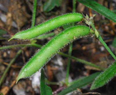 Strophostyles_leiosperma_fruits.jpg