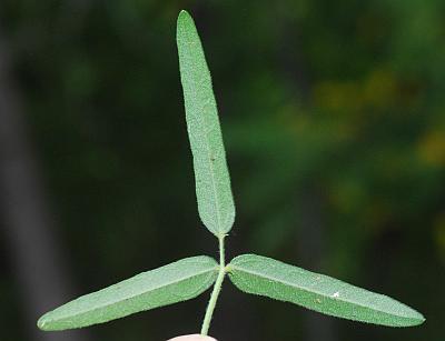 Strophostyles_leiosperma_leaf.jpg