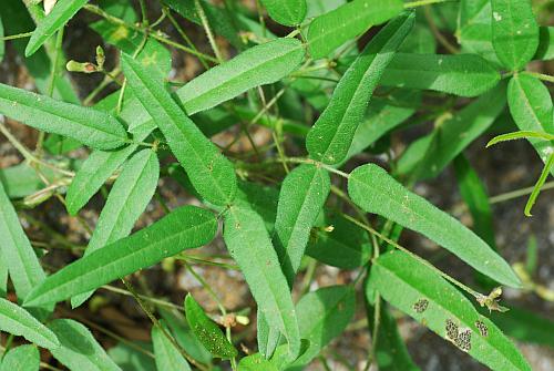 Strophostyles_leiosperma_leaves.jpg