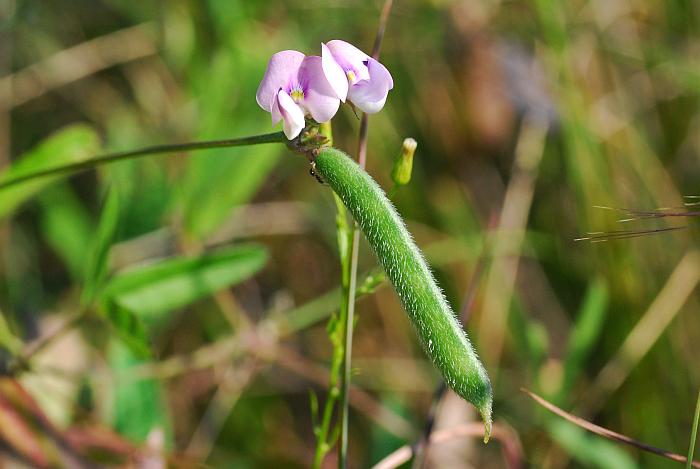 Strophostyles_leiosperma_plant.jpg