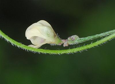 Strophostyles_leiosperma_stem.jpg