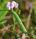 Strophostyles leiosperma thumbnail