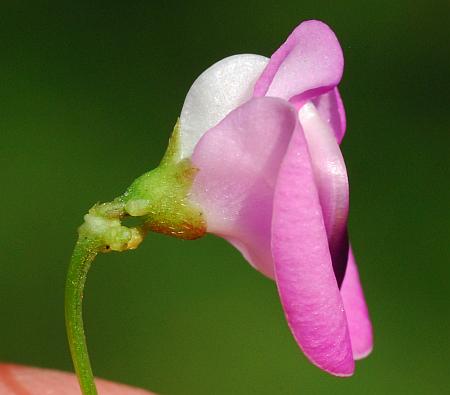 Strophostyles_umbellata_calyx.jpg