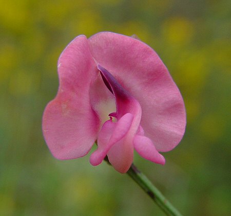 Strophostyles_umbellata_flower.jpg