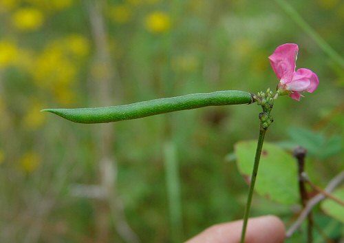 Strophostyles_umbellata_fruit.jpg