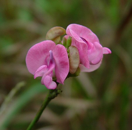 Strophostyles_umbellata_inflorescence.jpg